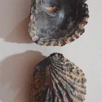 فسیل دوکفه ای|کلکسیون اشیاء عتیقه|چگنی, |دیوار