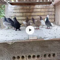 14تا کفتر هوایی زرنگ به شرط همش باهم