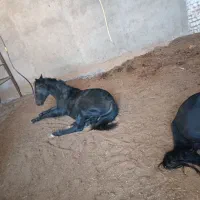 فروش اسب کرد|اسب و تجهیزات اسبسواری|بوئین زهرا, |دیوار