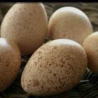 تخم بوقلمون نطفه دار