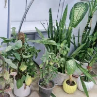 گل های طبیعی