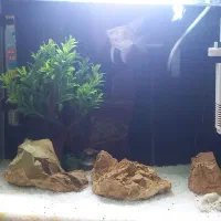 آکواریوم سالم