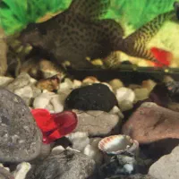 کت خرگوشی سایز ده سانت