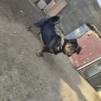 سگ پا کوتاه