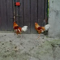 خروس