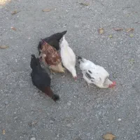 مرغ و جوجه|حیوانات مزرعه|تویسرکان, |دیوار