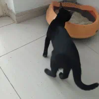 گربه مشکی|گربه|گنبد کاووس, |دیوار