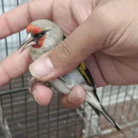 سهره وحش پاییزی دورگ|پرنده|شیراز, بالا کفت|دیوار