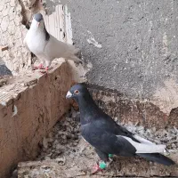 کبوتر رنگی خال آبی قره مینا|پرنده|مشهد, چهاربرج|دیوار