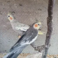 عروس هلندی ماده