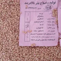 گندم ریژاو مادری