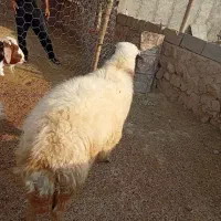 ورن