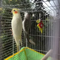 فروش دو عروس هلندی|پرنده|خرمآباد (تنکابن), |دیوار