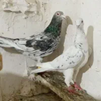 جفتی|پرنده|دشتابی, |دیوار