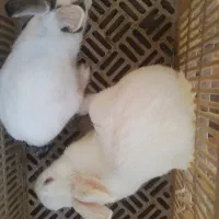 ۷۰۰|موش و خرگوش|طاغنکوه, |دیوار