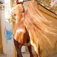 اسب نریان تازه سواری بسیار سرودم گیر