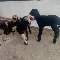 ۳ تا بره شیری ۱نر ۲ ماده فروشی