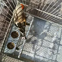 سهره دورگ  جوجه معاوضه با رسمی