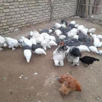 مرغ شاخدارمرغ خروس برهما|حیوانات مزرعه|انبارآلوم, |دیوار