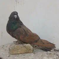 تعدادی سرور