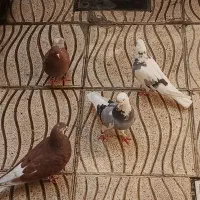 ۲ جفت کبوتر پرشی دهن خورده