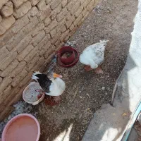 غاز|حیوانات مزرعه|خواف, |دیوار