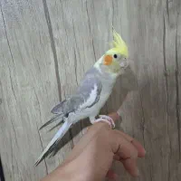 جفت عروس هلندی|پرنده|ری, شهید غیوری (ابن باویه)|دیوار