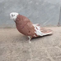 سرور ماده|پرنده|ابهر, |دیوار