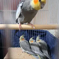 فروش عروس هلندی