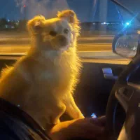 اقا جیکوب پامر