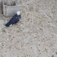 فروش ۲عددسینه ماده ۱عددقهوه ای دورگ ماده با۲تاکوهک|پرنده|فسا, |دیوار