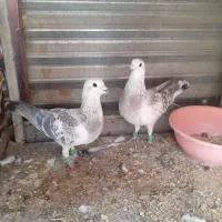 دوتا نربدرنگ خوشکل کفتر میخ غریب