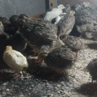 بلدرچین بالغ ونیمچه
