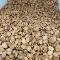 فروش تخمه هندوانه خام|عمده‌فروشی|شوش, |دیوار