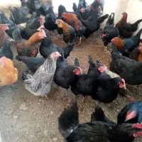 مرغ محلی|حیوانات مزرعه|شیروان (خراسان), |دیوار