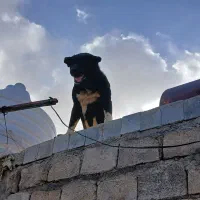 واگذاری سگ نگهبان بضمانت