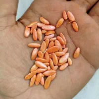 بذر خربزه جانا و داکو و ملون