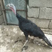 سه عدد بوقلمون آمریکایی ماده|حیوانات مزرعه|سبزوار, کهنه آب|دیوار