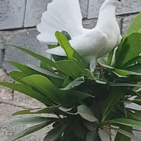 کفتر دوم چتری جفت یک ملیون|پرنده|رودان, |دیوار