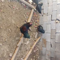 خروس مهلی ۱ساله