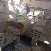 طوقی|پرنده|زابل, |دیوار