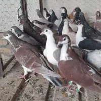 ۵۰تا کفتر بوم پرشی کله سینه چپ و طوقی