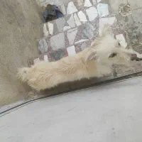 سگ بازیگوش