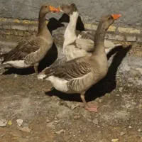 غاز|حیوانات مزرعه|شادگان, |دیوار