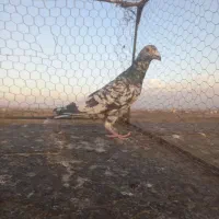 کبوترسارسالار