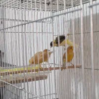 قناری نر و ماده