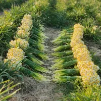 گل نرگس هدیه روز پدر