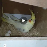 جفت عروس هلندی تکخال و یه کت لوتینو مولد درجه یک