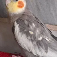 عروس هلندی|حیوانات|تهران, سلیمانی|دیوار