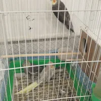 عروس هلندی با قفس